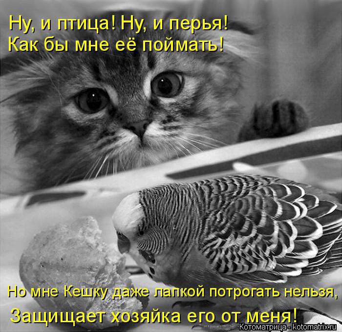 Ну, и птица! Ну, и перья! Как бы мне её поймать! Но мне Кешку даже лапкой потрогать нельзя, Защищает ... Котоматрица: Ну, и птица! Ну, и перья! Как бы мне её поймать! Но мне Кешку даже лапкой потрогать нельзя, Защищает хозяйка его от меня!