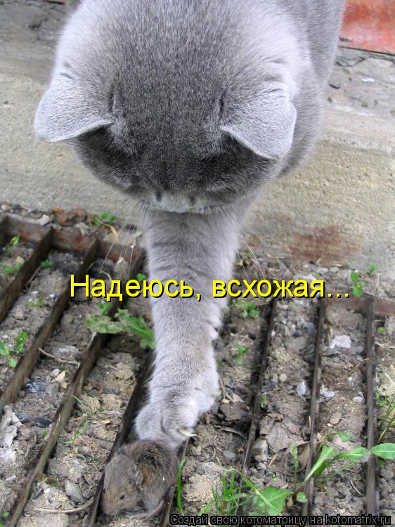Котоматрица: Надеюсь, всхожая...