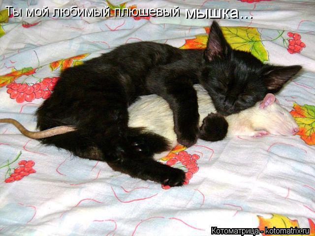 Ты мой любимый плюшевый мышка...... Котоматрица: Ты мой любимый плюшевый мышка...