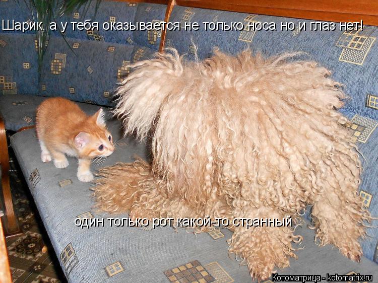 Шарик, а у тебя оказывается не только носа но и глаз нет! один только рот какой-то странный... Котоматрица: Шарик, а у тебя оказывается не только носа но и глаз нет! один только рот какой-то странный