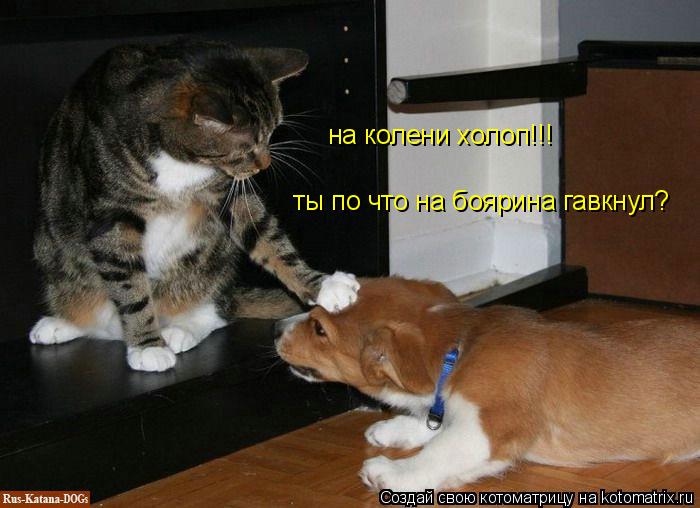 на колени холоп!!! ты по что на боярина гавкнул?... Котоматрица: на колени холоп!!! ты по что на боярина гавкнул?