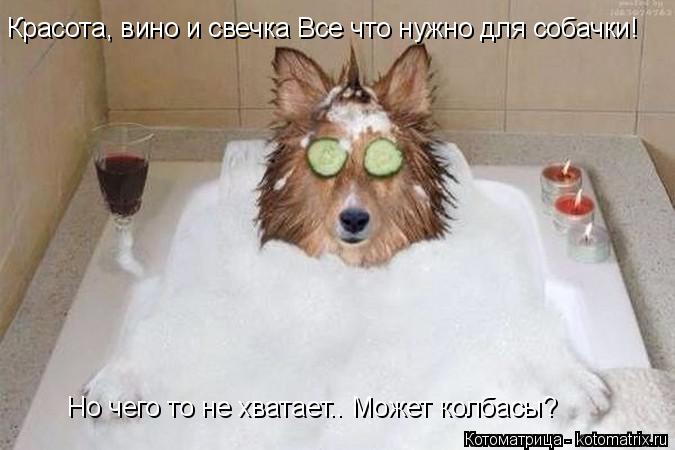 Красота, вино и свечка Все что нужно для собачки! Но чего то не хватает.. Может колбасы?... Котоматрица: Красота, вино и свечка Все что нужно для собачки! Но чего то не хватает.. Может колбасы?