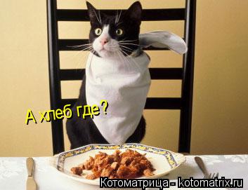 А хлеб где?... Котоматрица: А хлеб где?