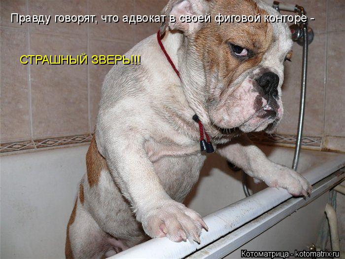 Правду говорят, что адвокат в своей фиговой конторе - СТРАШНЫЙ ЗВЕРЬ!!!... Котоматрица: Правду говорят, что адвокат в своей фиговой конторе - СТРАШНЫЙ ЗВЕРЬ!!!