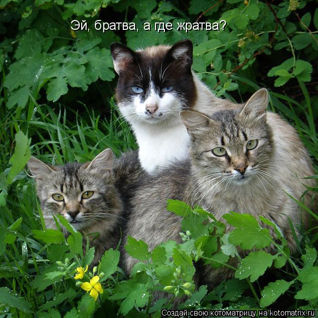 Эй, братва, а где жратва?... Котоматрица: Эй, братва, а где жратва?