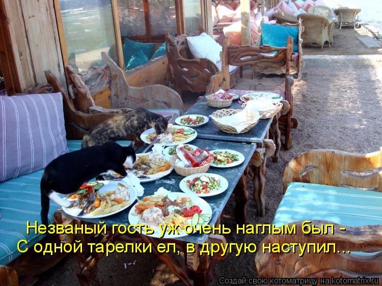 Котоматрица: Незваный гость уж очень наглым был -  С одной тарелки ел, в другую наступил...