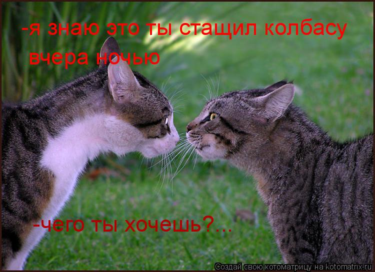 -я знаю это ты стащил колбасу вчера ночью -я знаю это ты стащил колбасу -чего ты хочешь?...... Котоматрица: -я знаю это ты стащил колбасу вчера ночью -я знаю это ты стащил колбасу -чего ты хочешь?...