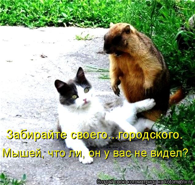 Забирайте своего...городского. Мышей, что ли, он у вас не видел?... Котоматрица: Забирайте своего...городского. Мышей, что ли, он у вас не видел?