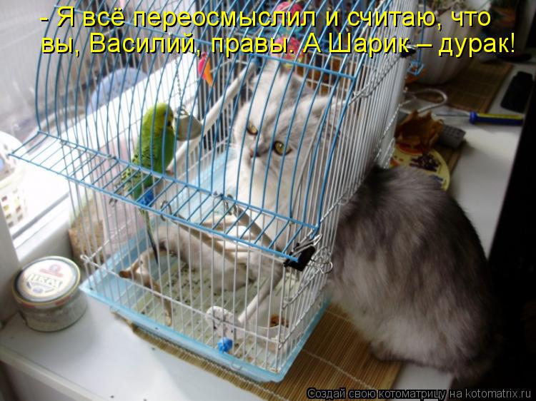 Котоматрица: - Я всё переосмыслил и считаю, что вы, Василий, правы. А Шарик – дурак!