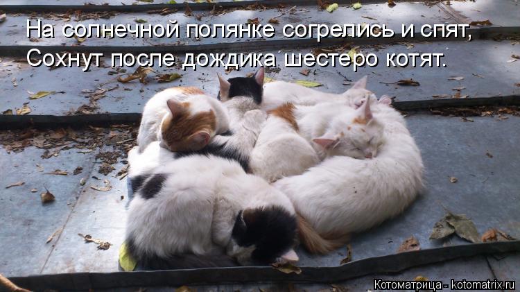 На солнечной полянке согрелись и спят, Сохнут после дождика шестеро котят.... Котоматрица: На солнечной полянке согрелись и спят, Сохнут после дождика шестеро котят.