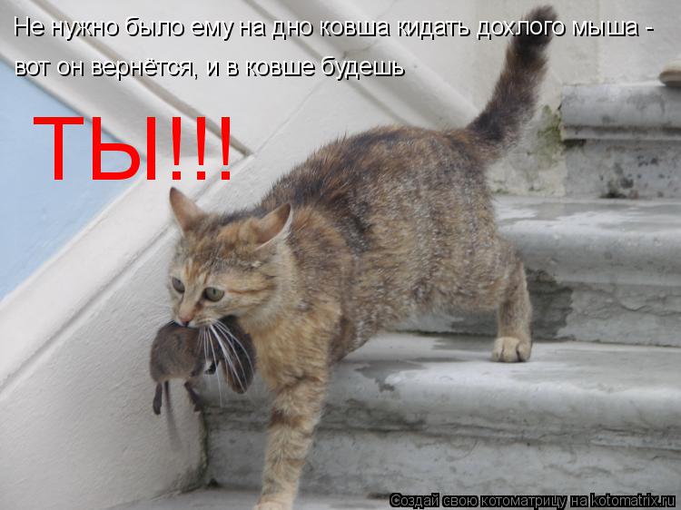 Не нужно было ему на дно ковша кидать дохлого мыша - вот он вернётся, и в ковше будешь ТЫ!!!... Котоматрица: Не нужно было ему на дно ковша кидать дохлого мыша - вот он вернётся, и в ковше будешь ТЫ!!!