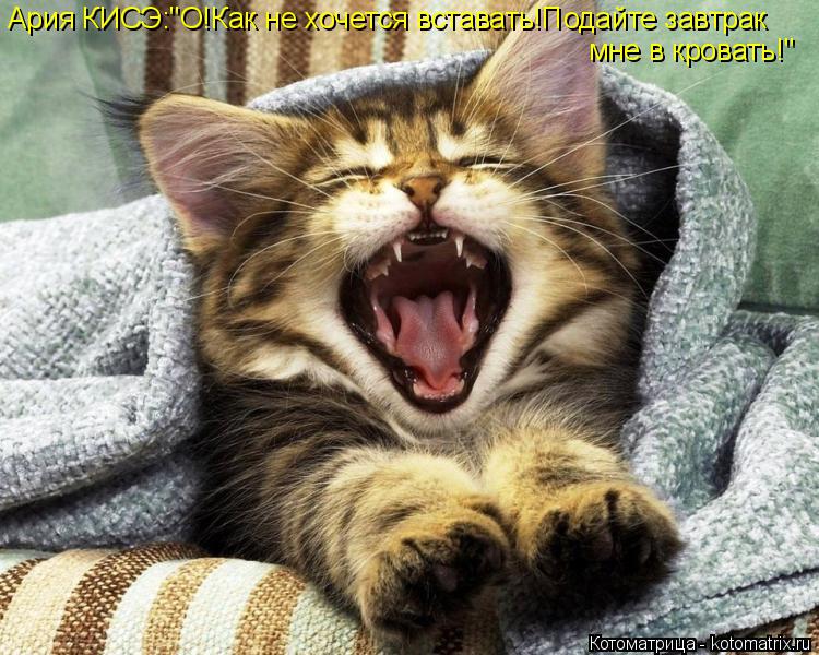 Ария КИСЭ:"О!Как не хочется вставать!Подайте завтрак мне в кровать!"... Котоматрица: Ария КИСЭ:"О!Как не хочется вставать!Подайте завтрак мне в кровать!"