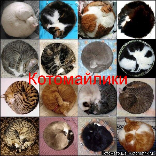 Котомайлики... Котоматрица: Котомайлики