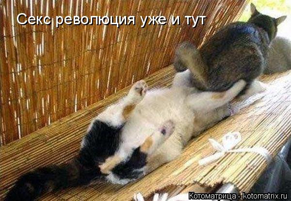 Секс революция уже и тут... Котоматрица: Секс революция уже и тут