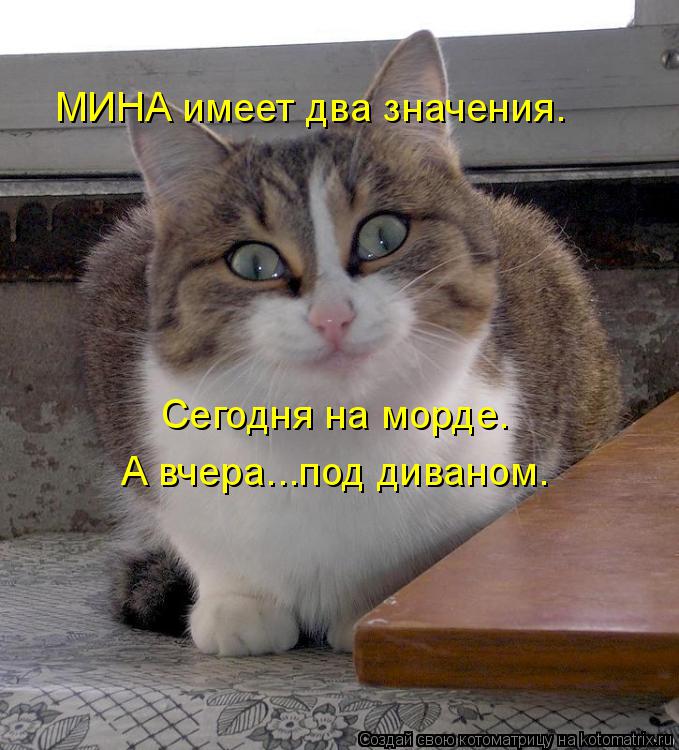 МИНА имеет два значения. Сегодня на морде. А вчера...под диваном.... Котоматрица: МИНА имеет два значения. Сегодня на морде. А вчера...под диваном.