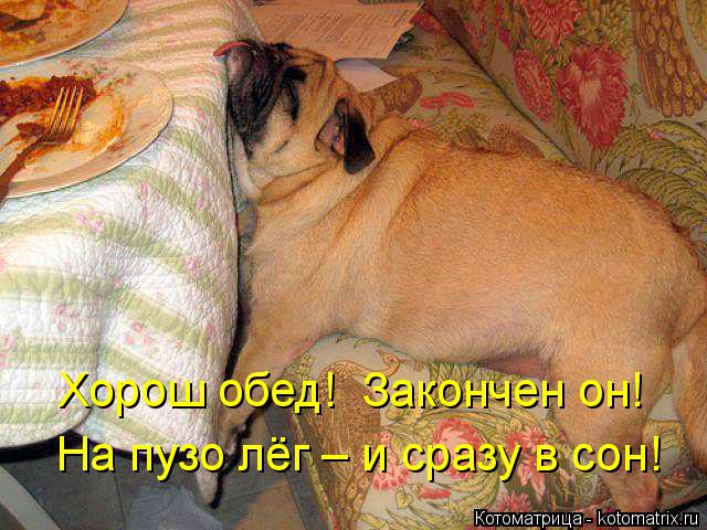 На пузо лёг – и сразу в сон! Хорош обед! Закончен он!... Котоматрица: На пузо лёг – и сразу в сон! Хорош обед! Закончен он!