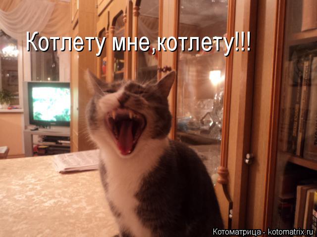 Котлету мне,котлету!!!... Котоматрица: Котлету мне,котлету!!!