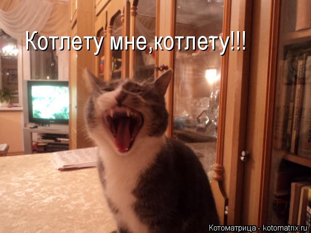 Котоматрица: Котлету мне,котлету!!!