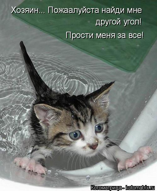 Хозяин... Пожаалуйста найди мне другой угол! Прости меня за все!... Котоматрица: Хозяин... Пожаалуйста найди мне другой угол! Прости меня за все!