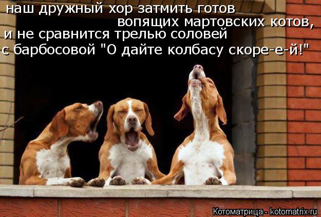наш дружный хор затмить готов вопящих мартовских котов, и не сравнится трелью соловей с барбосовой "... Котоматрица: наш дружный хор затмить готов вопящих мартовских котов, и не сравнится трелью соловей с барбосовой "О дайте колбасу скоре-е-й!"