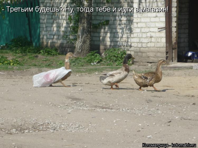 - Третьим будешь? Ну, тогда тебе и идти в магазин!... Котоматрица: - Третьим будешь? Ну, тогда тебе и идти в магазин!