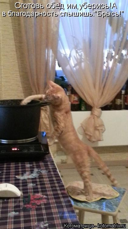 Сготовь обед им,уберись!А в благодарность слышишь:"Брысь!"... Котоматрица: Сготовь обед им,уберись!А в благодарность слышишь:"Брысь!"
