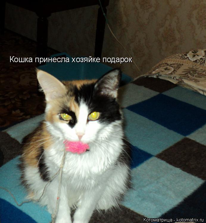 Кошка принесла хозяйке подарок... Котоматрица: Кошка принесла хозяйке подарок