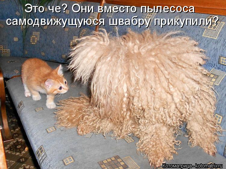 Это че? Они вместо пылесоса самодвижущуюся швабру прикупили?... Котоматрица: Это че? Они вместо пылесоса самодвижущуюся швабру прикупили?