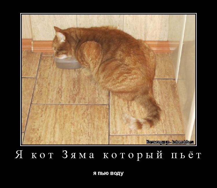 Я кот Зяма который пьёт я пью воду... Котоматрица: Я кот Зяма который пьёт я пью воду