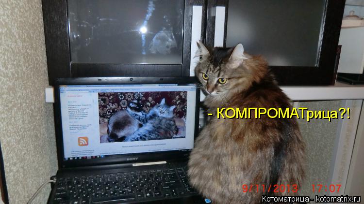 Котоматрица: - КОМПРОМАТрица?!