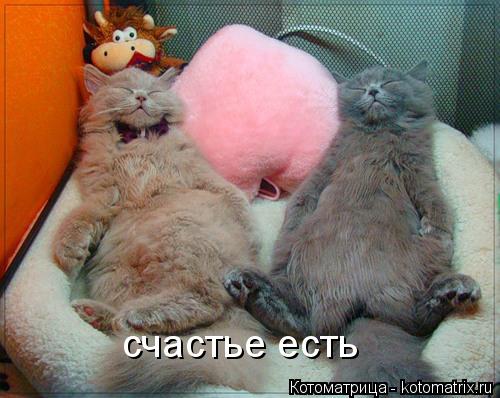счастье есть... Котоматрица: счастье есть