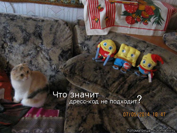 Что значит дресс-код не подходит ?... Котоматрица: Что значит дресс-код не подходит ?