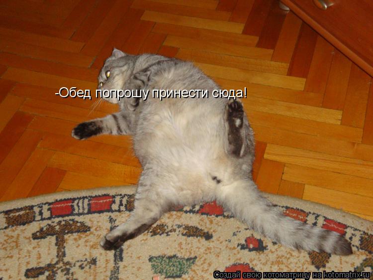 -Обед попрошу принести сюда!... Котоматрица: -Обед попрошу принести сюда!