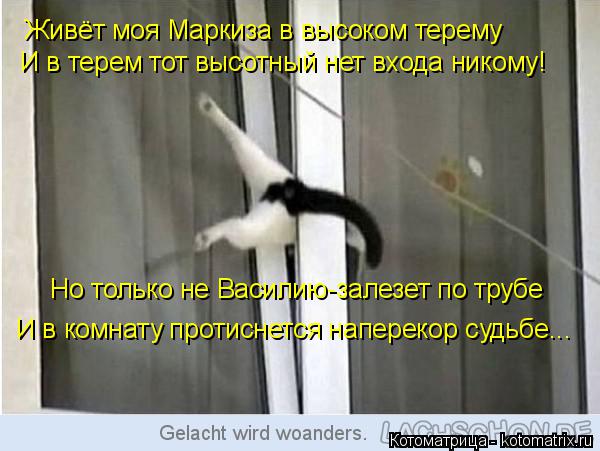 Котоматрица: Живёт моя Маркиза в высоком терему И в терем тот высотный нет входа никому! Но только не Василию-залезет по трубе И в комнату протиснется на
