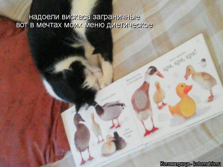 надоели вискаса заграничные вот в мечтах моих меню диетическое... Котоматрица: надоели вискаса заграничные вот в мечтах моих меню диетическое