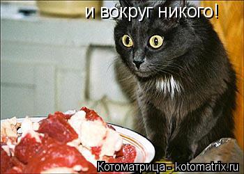 и вокруг никого!... Котоматрица: и вокруг никого!