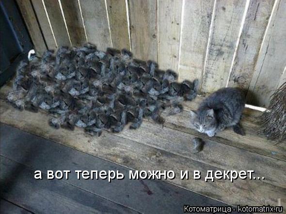 а вот теперь можно и в декрет...... Котоматрица: а вот теперь можно и в декрет...