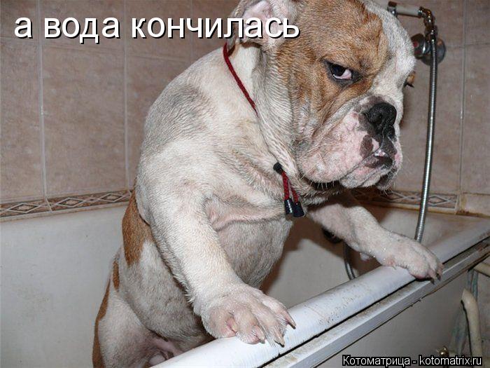 а вода кончилась... Котоматрица: а вода кончилась