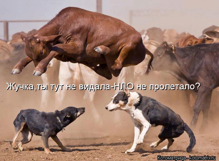Жучка,ты тут не видала-НЛО не пролетало?... Котоматрица: Жучка,ты тут не видала-НЛО не пролетало?