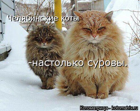 Челябинские коты -настолько суровы.... Котоматрица: Челябинские коты -настолько суровы.