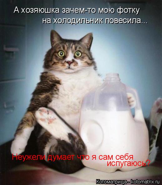 Котоматрица: А хозяюшка зачем-то мою фотку на холодильник повесила... Неужели думает что я сам себя  испугаюсь?