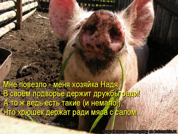 Мне повезло - меня хозяйка Надя В своём подворье держит дружбы ради! А то ж ведь есть такие (и немало... Котоматрица: Мне повезло - меня хозяйка Надя В своём подворье держит дружбы ради! А то ж ведь есть такие (и немало!), Что хрюшек держат ради мяса с салом...