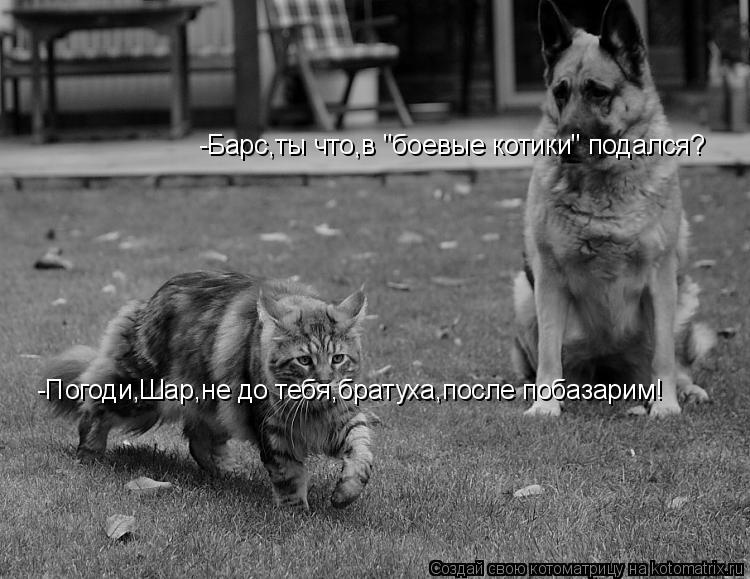 -Погоди,Шар,не до тебя,братуха,после побазарим! -Барс,ты что,в "боевые котики" подался?... Котоматрица: -Погоди,Шар,не до тебя,братуха,после побазарим! -Барс,ты что,в "боевые котики" подался?