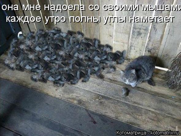 она мне надоела со своими мышами каждое утро полны углы наметает... Котоматрица: она мне надоела со своими мышами каждое утро полны углы наметает