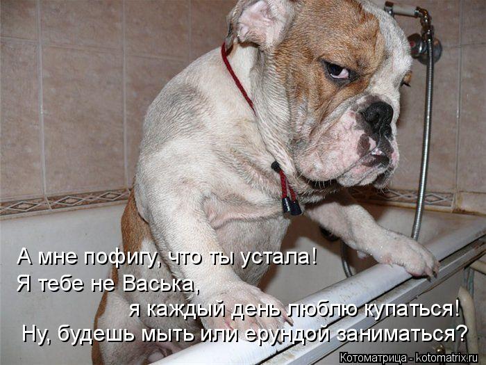 А мне пофигу, что ты устала! Я тебе не Васька, я каждый день люблю купаться! Ну, будешь мыть или еру... Котоматрица: А мне пофигу, что ты устала! Я тебе не Васька, я каждый день люблю купаться! Ну, будешь мыть или ерундой заниматься?