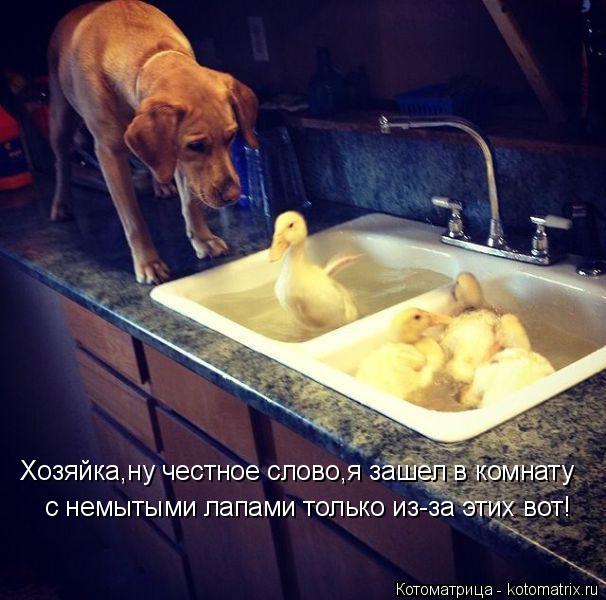 Котоматрица: Хозяйка,ну честное слово,я зашел в комнату  с немытыми лапами только из-за этих вот!