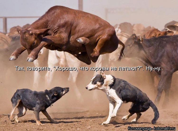 Так, говорите, "Хорошо, что коровы не летают?". Ну-ну..... Котоматрица: Так, говорите, "Хорошо, что коровы не летают?". Ну-ну..