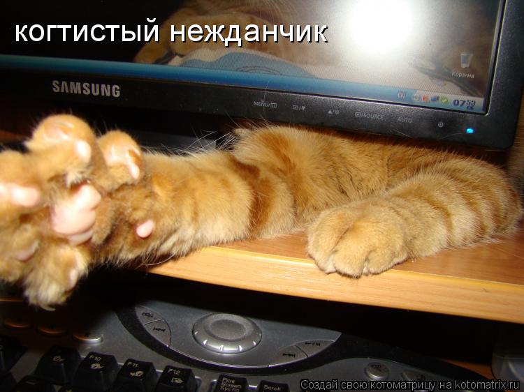 когтистый нежданчик... Котоматрица: когтистый нежданчик
