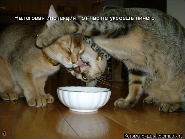 Налоговая инспекция - от нас не укроешь ничего... Котоматрица: Налоговая инспекция - от нас не укроешь ничего