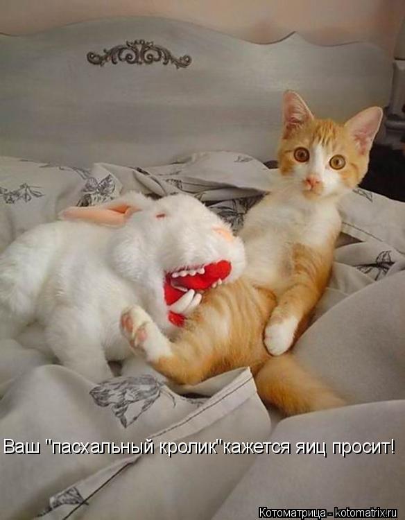 Котоматрица: Ваш "пасхальный кролик"кажется яиц просит!